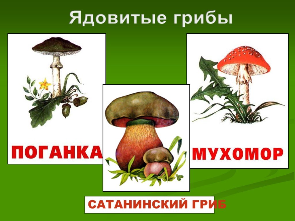 Зеленая тропинка съедобные и ядовитые растения